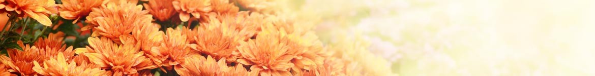 Livraison chrysanthèmes à domicile & cimetière