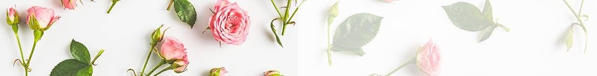 Roses roses & autres couleurs | Livraison de fleurs Saint Valentin