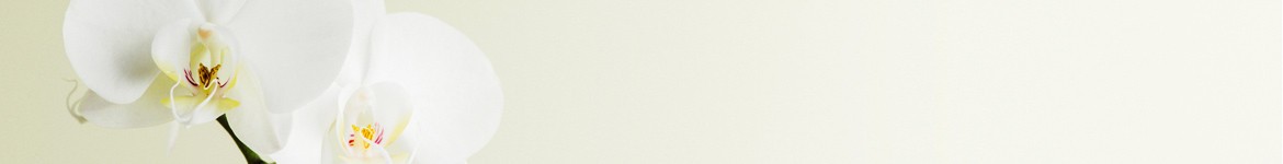 Livraison d'une orchidée par un artisan fleuriste local 7j/7 en 4h