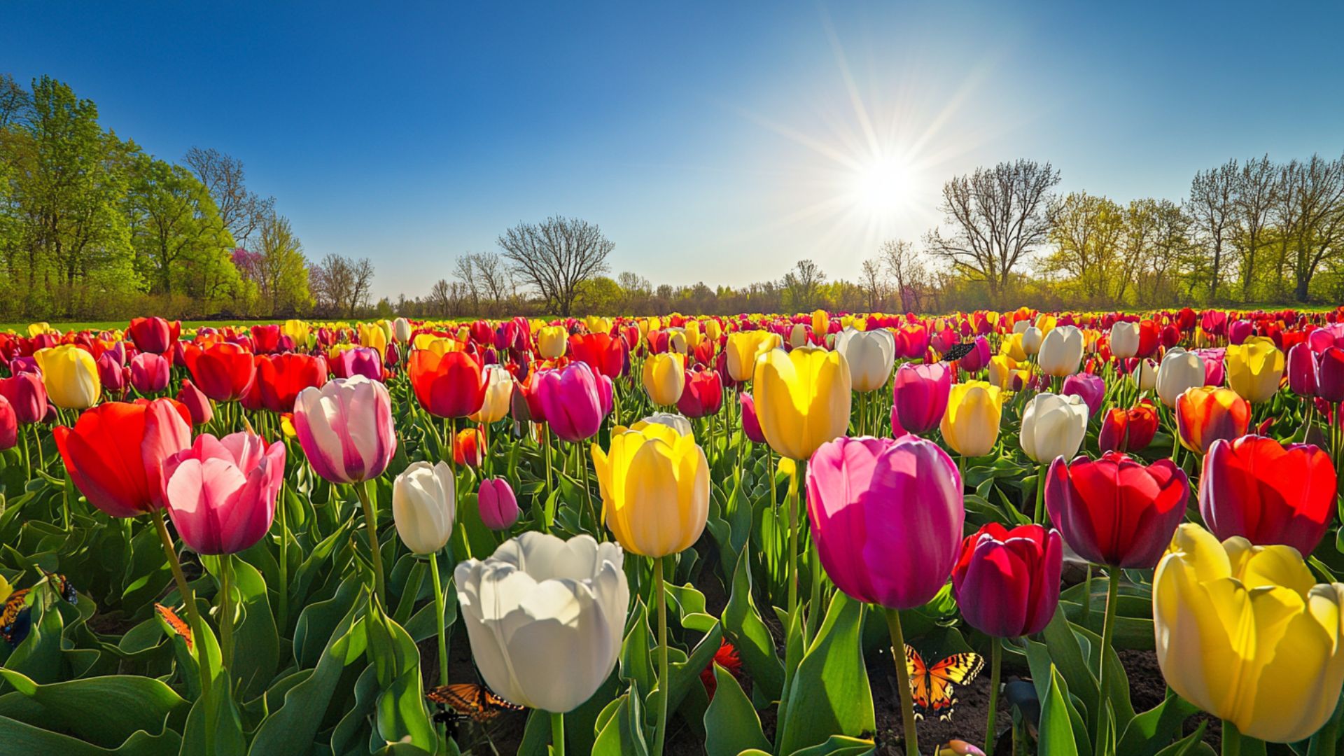 Tulipes colorées dans un champ au printemps