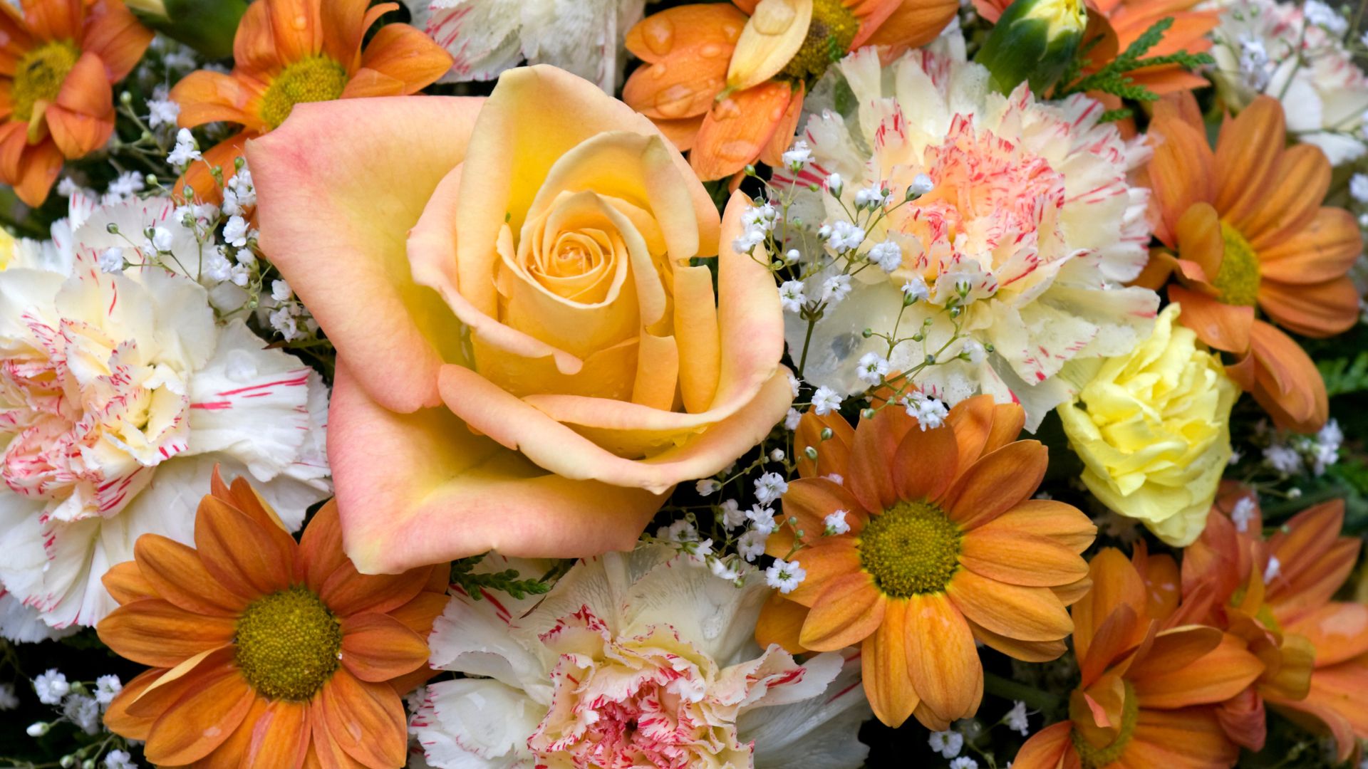 Fleurs de septembre dans un jardin automnal