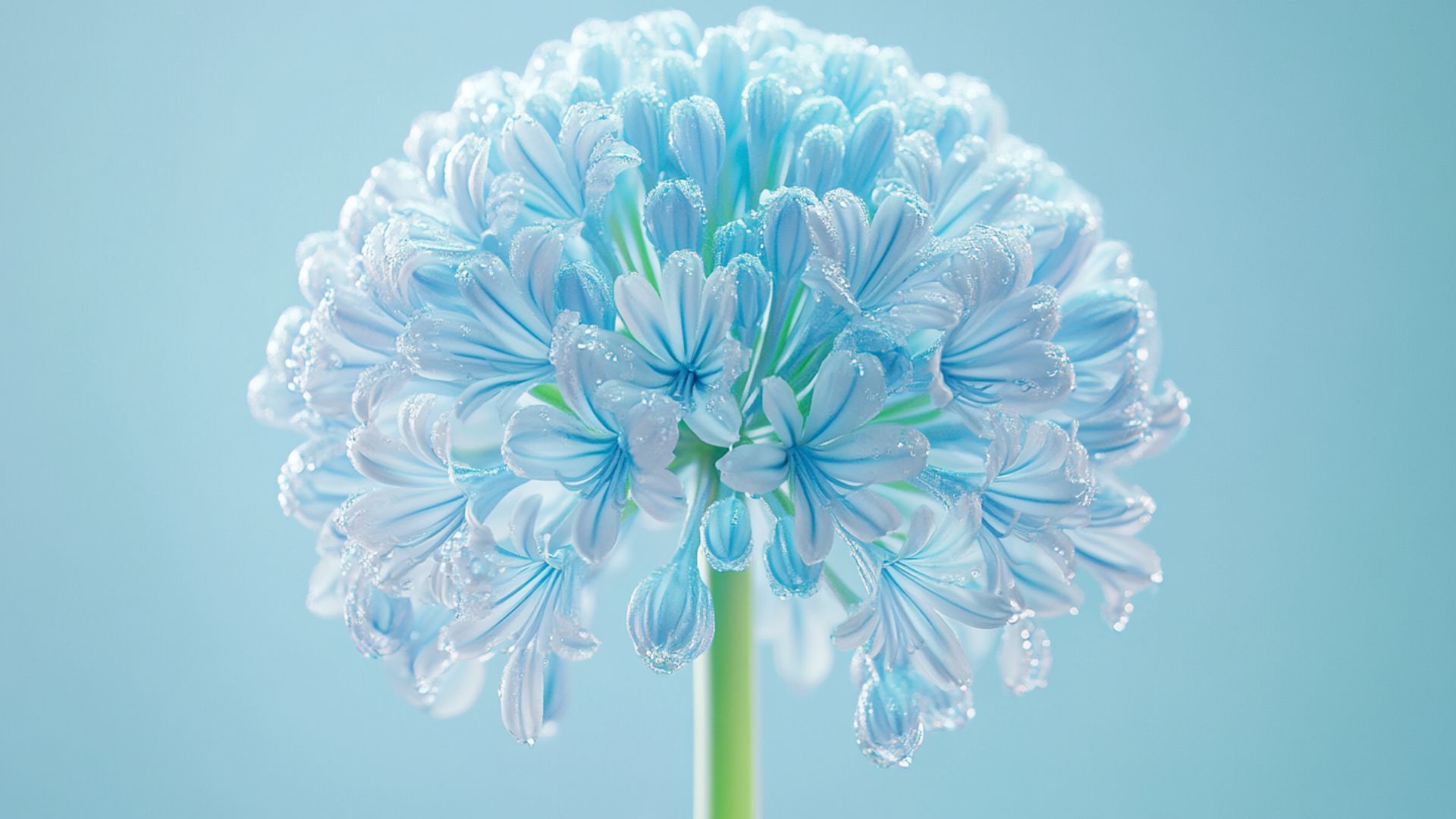 Gros plan photographique agapanthe bleue