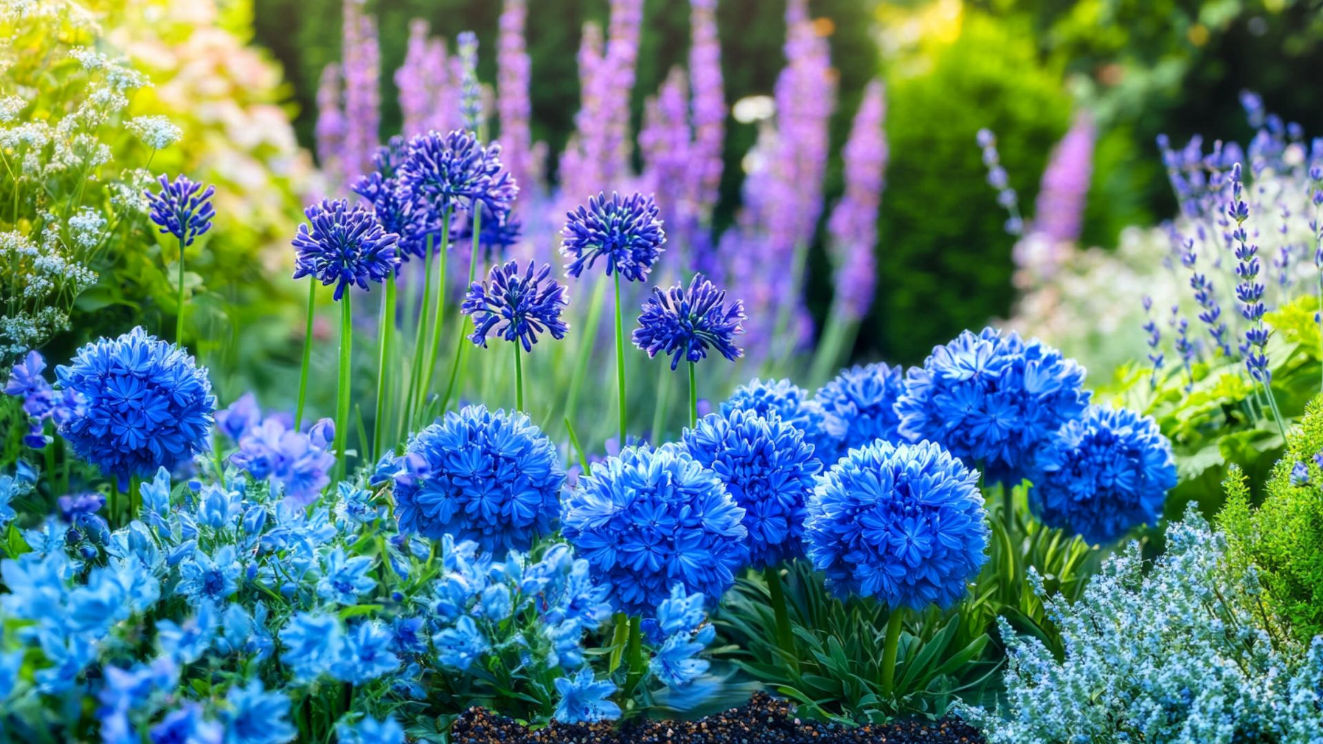 Jardin avec massif de fleurs bleues variées